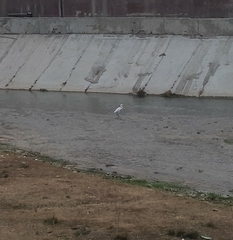 Ardea alba