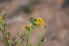 Osteospermum microphyllum