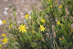 Osteospermum microphyllum
