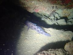 Thorogobius ephippiatus