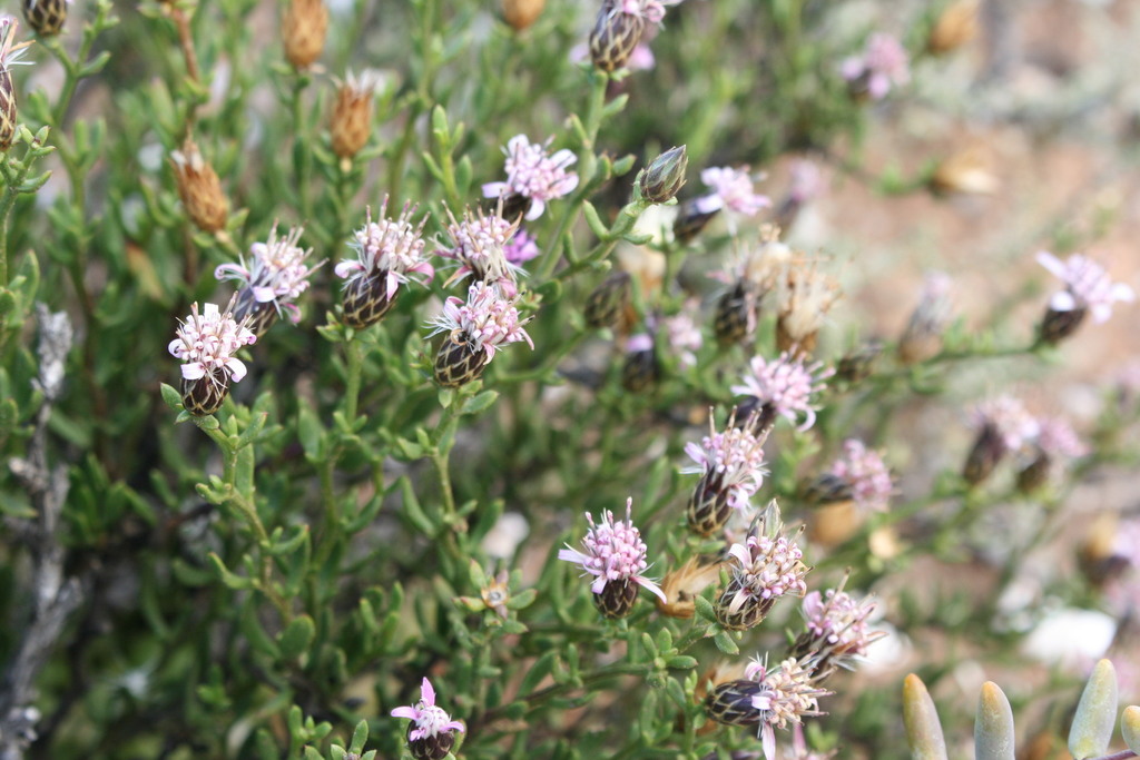 Dicoma fruticosa