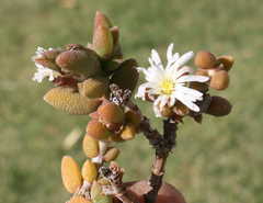 Trichodiadema attonsum