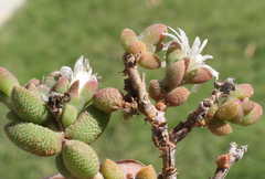 Trichodiadema attonsum