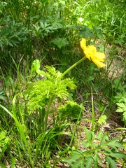 Pulsatilla aurea