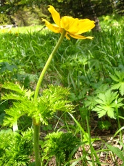 Pulsatilla aurea