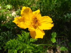 Pulsatilla aurea
