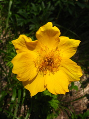 Pulsatilla aurea
