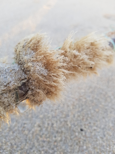 photo of Sea Potato (Echinocardium cordatum)