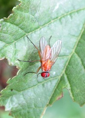 Achanthiptera rohrelliformis