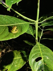 Pristimantis eriphus