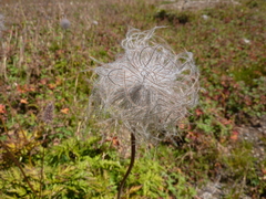 Pulsatilla aurea