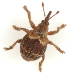 Neotropion xanthoxyli