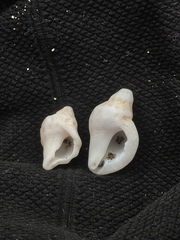 Crassilabrum crassilabrum