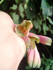 Alstroemeriaceae