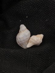 Crassilabrum crassilabrum