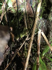 Pristimantis eriphus