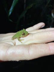 Pristimantis eriphus