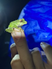 Pristimantis eriphus