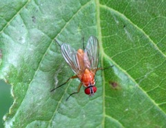Achanthiptera rohrelliformis