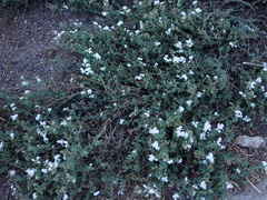 Heliotropium ramosissimum image