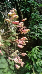 Alstroemeriaceae