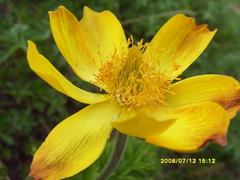 Pulsatilla aurea
