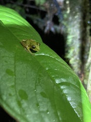 Pristimantis eriphus