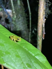 Pristimantis eriphus