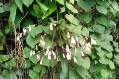Alstroemeriaceae
