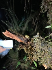 Pristimantis eriphus