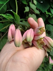 Alstroemeriaceae