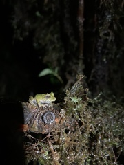Pristimantis eriphus