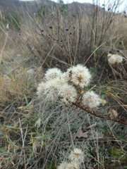 Galatella linosyris