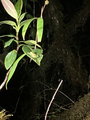 Pristimantis eriphus