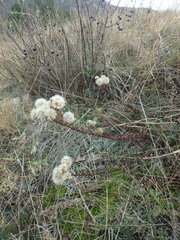 Galatella linosyris