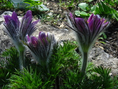 Pulsatilla halleri