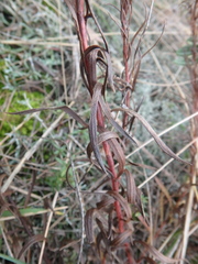 Galatella linosyris