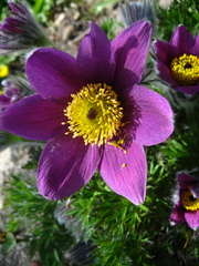Pulsatilla halleri