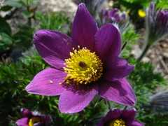 Pulsatilla halleri