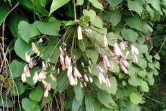 Alstroemeriaceae