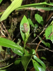 Pristimantis eriphus