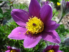 Pulsatilla halleri