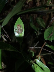 Pristimantis eriphus