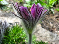 Pulsatilla halleri