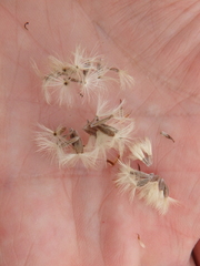 Galatella linosyris