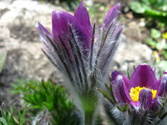 Pulsatilla halleri