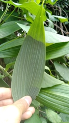 Alstroemeriaceae