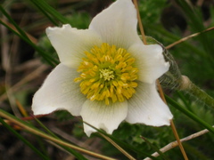 Pulsatilla violacea