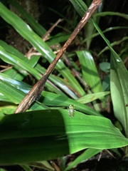 Pristimantis eriphus