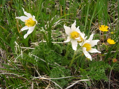 Pulsatilla violacea
